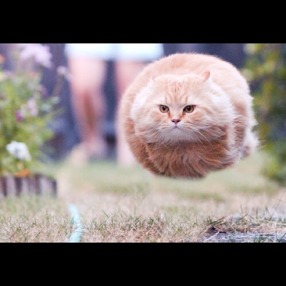 Meet your Posher, Mira - Picture 5 of 5